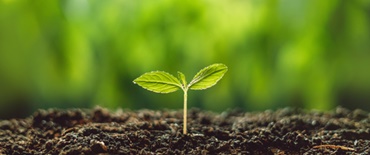 โรงงานในผืนดิน