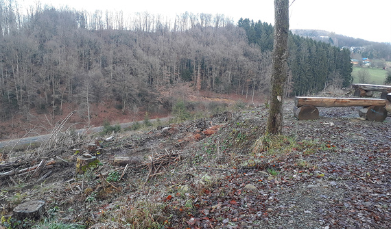 พื้นที่ปลูกป่าในอนาคตในป่าชุมชน Lindlar